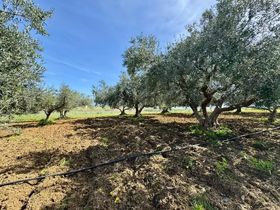 Immagine 5 di Rustico / casale in vendita  in Provinciale a Partinico