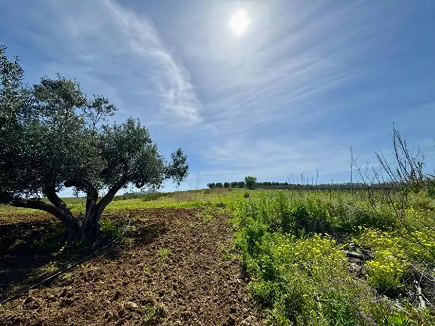 Immagine 6 di Rustico / casale in vendita  in Provinciale a Partinico