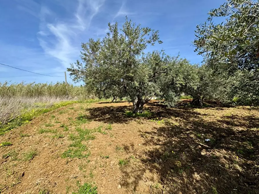 Immagine 7 di Rustico / casale in vendita  in Provinciale a Partinico