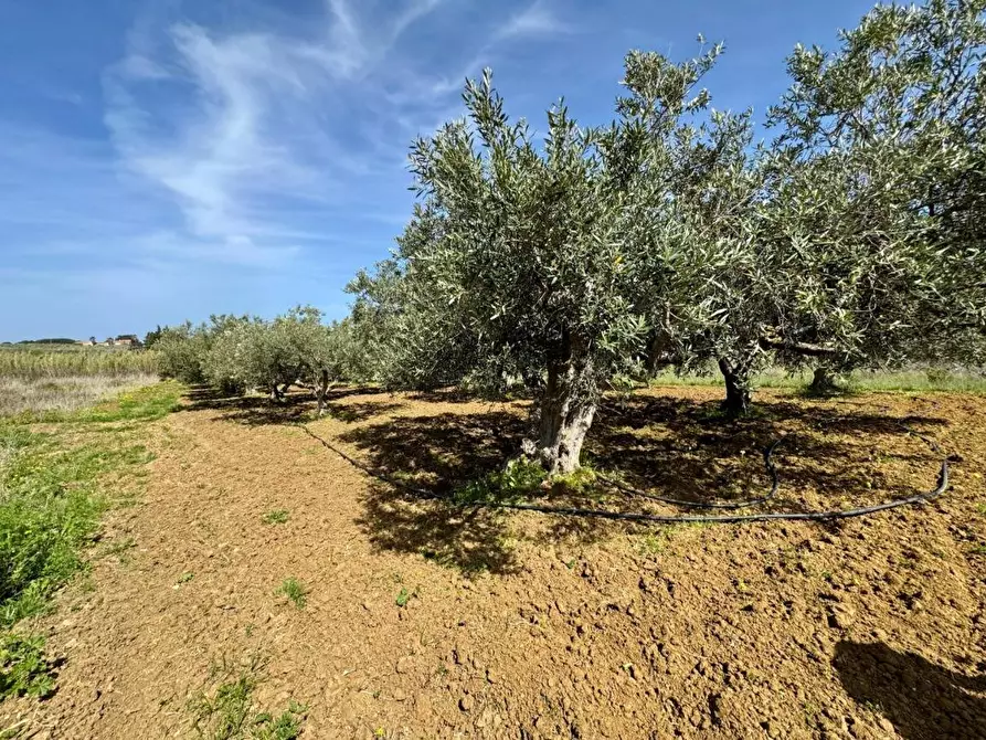 Immagine 14 di Rustico / casale in vendita  in Provinciale a Partinico