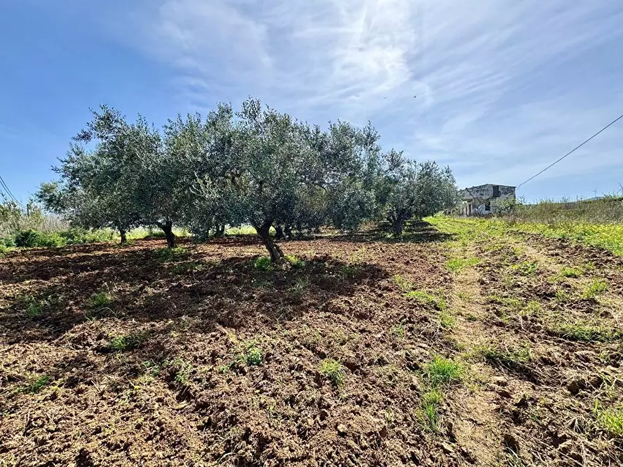 Immagine 16 di Rustico / casale in vendita  in Provinciale a Partinico