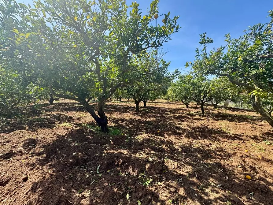 Immagine 3 di Terreno agricolo in vendita  in Contrada San Giuseppe a Partinico