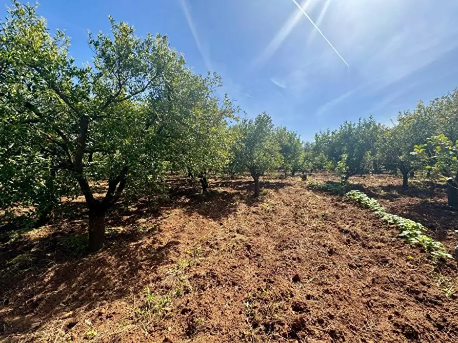 Immagine 4 di Terreno agricolo in vendita  in Contrada San Giuseppe a Partinico