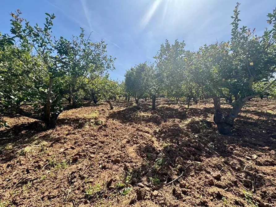 Immagine 5 di Terreno agricolo in vendita  in Contrada San Giuseppe a Partinico