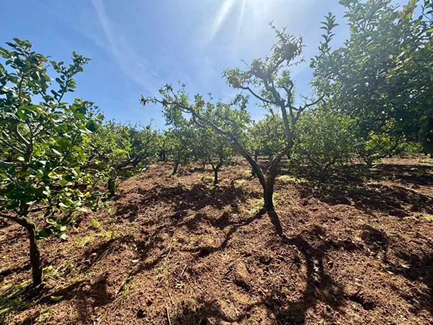 Immagine 6 di Terreno agricolo in vendita  in Contrada San Giuseppe a Partinico