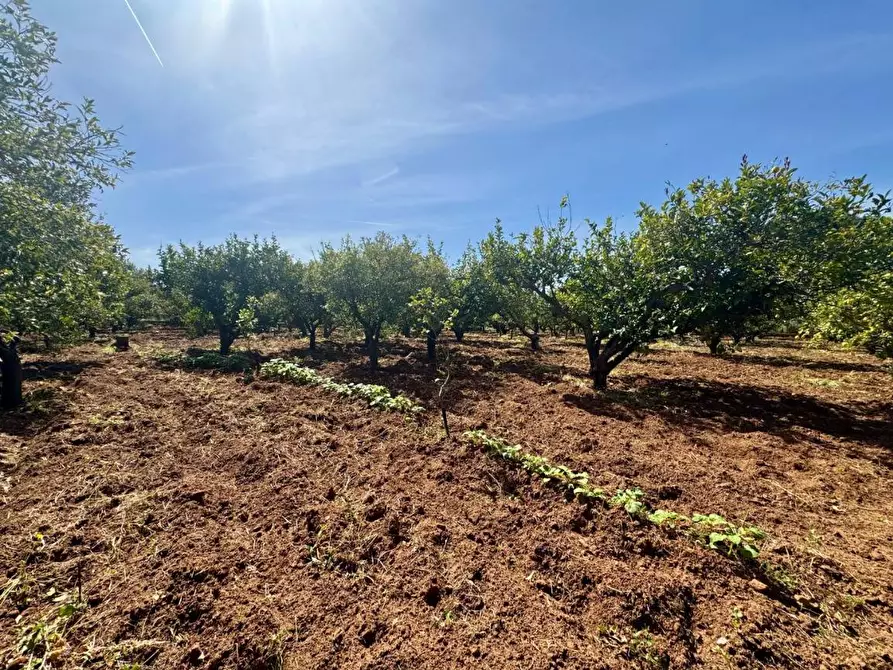Immagine 7 di Terreno agricolo in vendita  in Contrada San Giuseppe a Partinico