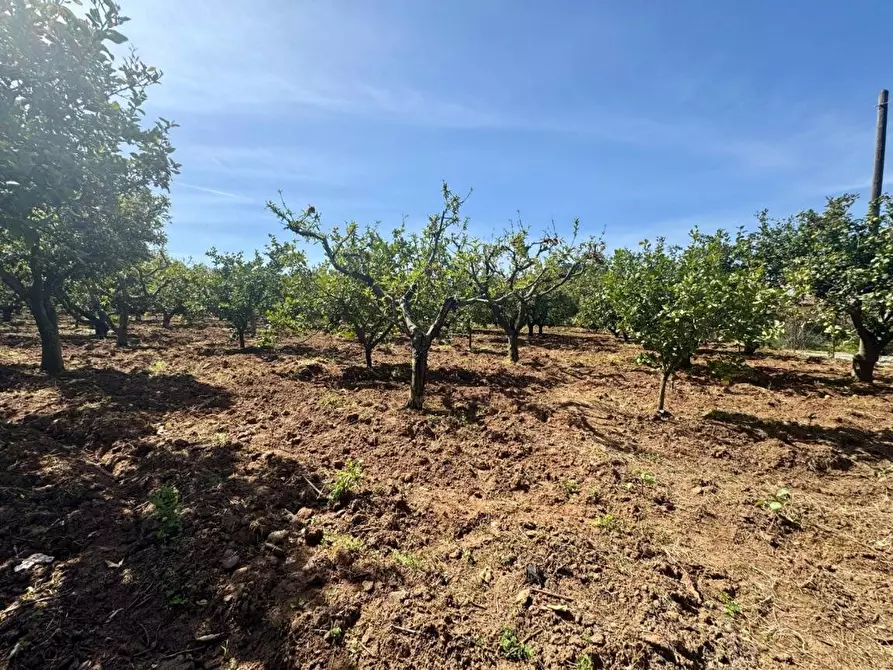 Immagine 8 di Terreno agricolo in vendita  in Contrada San Giuseppe a Partinico