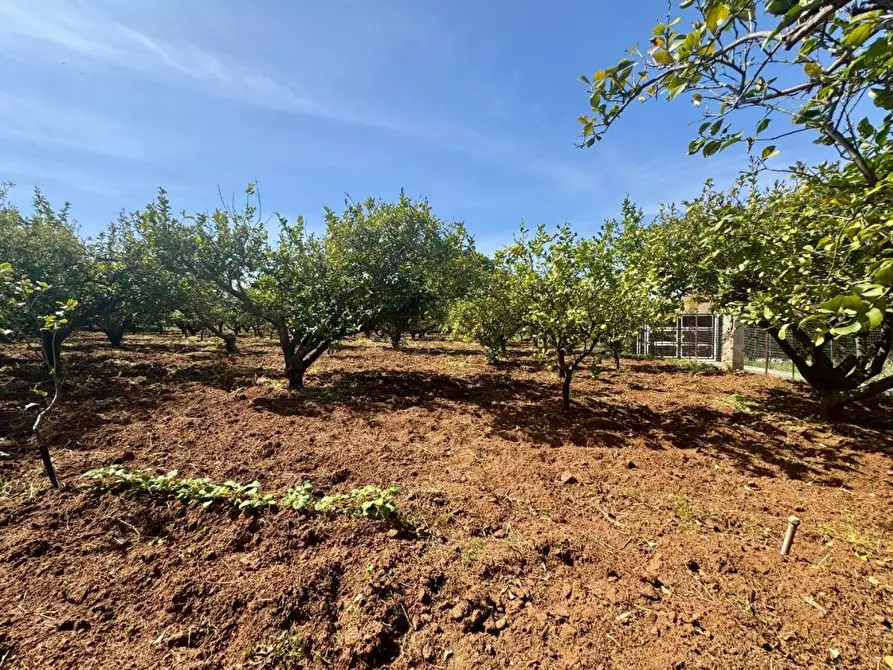 Immagine 9 di Terreno agricolo in vendita  in Contrada San Giuseppe a Partinico
