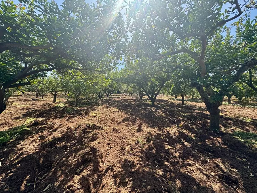 Immagine 10 di Terreno agricolo in vendita  in Contrada San Giuseppe a Partinico