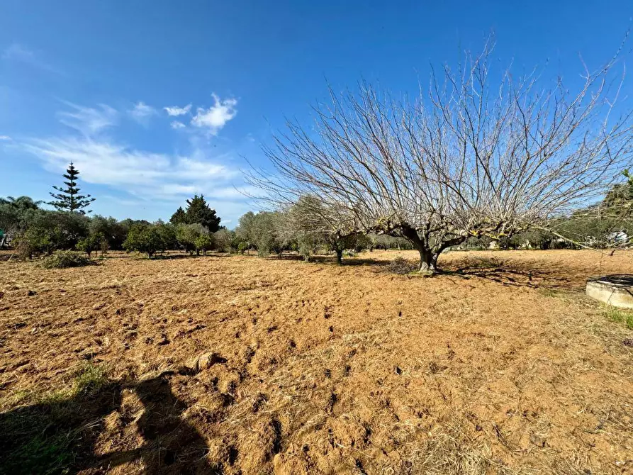 Immagine 16 di Villa in vendita  in Contrada Bosco falconeria a Partinico