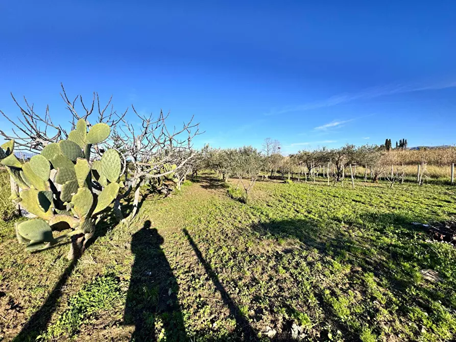 Immagine 1 di Terreno agricolo in vendita  a Partinico