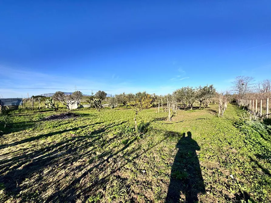 Immagine 2 di Terreno agricolo in vendita  a Partinico