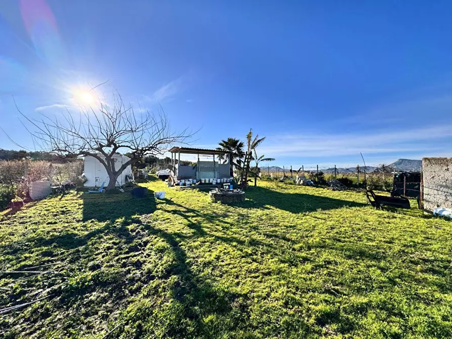 Immagine 4 di Terreno agricolo in vendita  a Partinico