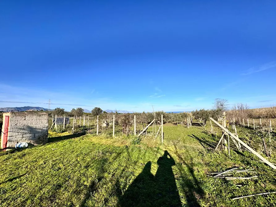 Immagine 5 di Terreno agricolo in vendita  a Partinico