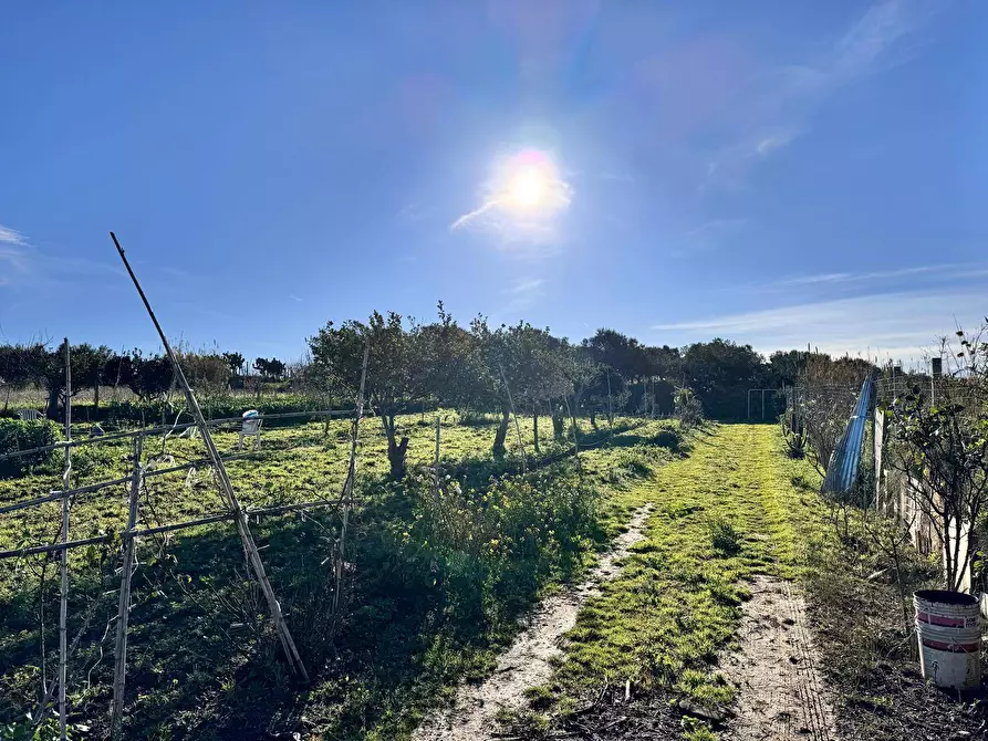 Immagine 6 di Terreno agricolo in vendita  a Partinico