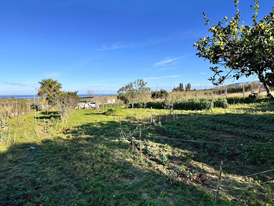 Immagine 8 di Terreno agricolo in vendita  a Partinico