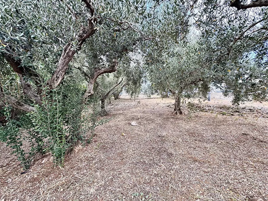 Immagine 9 di Casa indipendente in vendita  a Borgetto