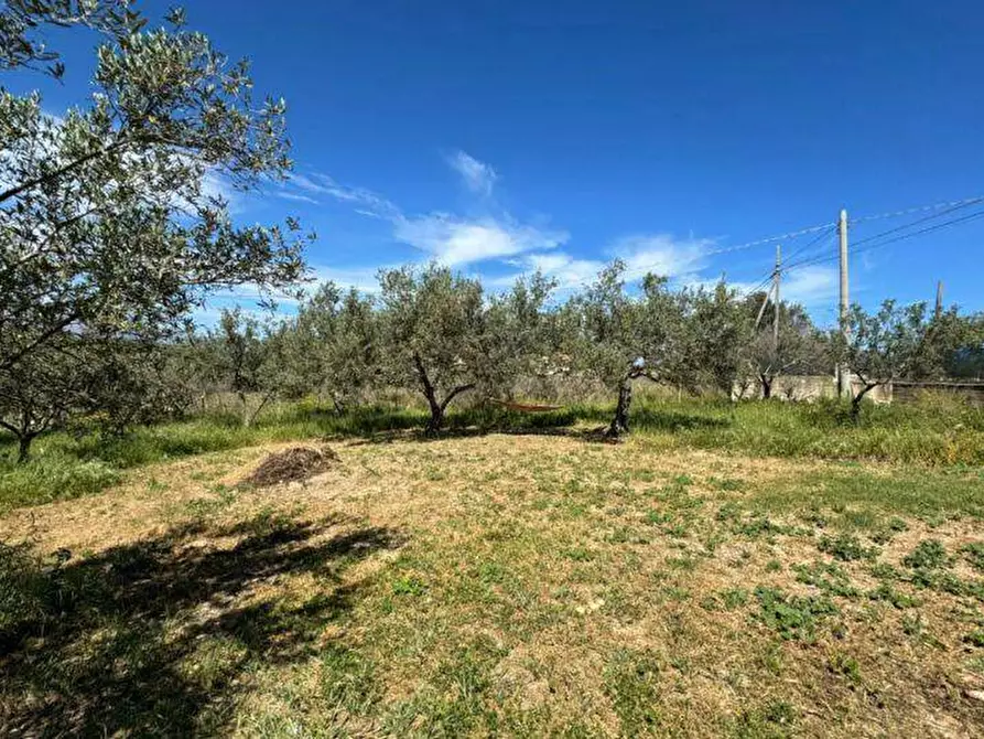 Immagine 2 di Terreno agricolo in vendita  a Balestrate