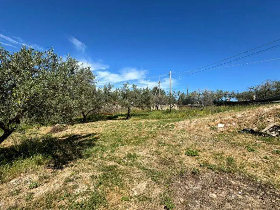 Immagine 3 di Terreno agricolo in vendita  a Balestrate