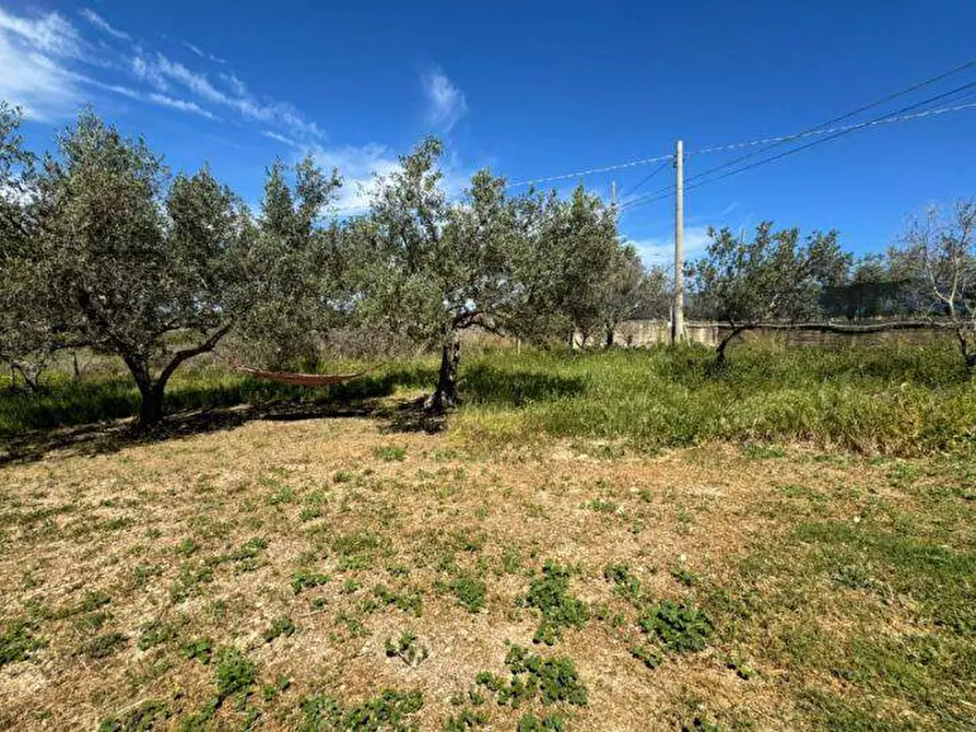 Immagine 5 di Terreno agricolo in vendita  a Balestrate