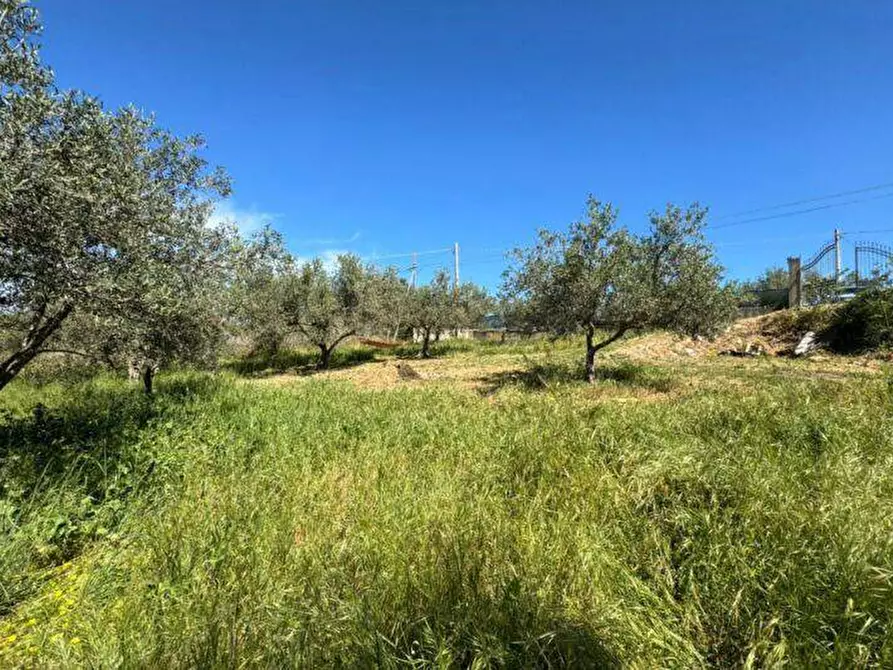Immagine 8 di Terreno agricolo in vendita  a Balestrate