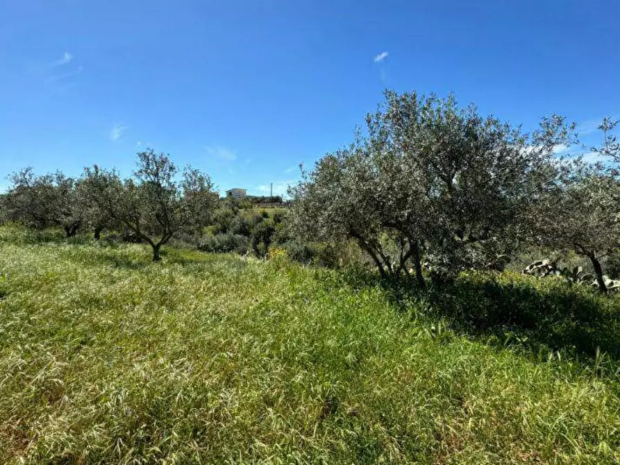 Immagine 10 di Terreno agricolo in vendita  a Balestrate