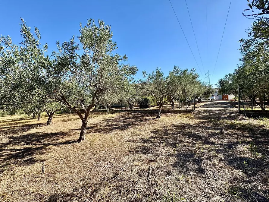 Immagine 15 di Villa in vendita  in Contrada Bosco Falconeria a Partinico