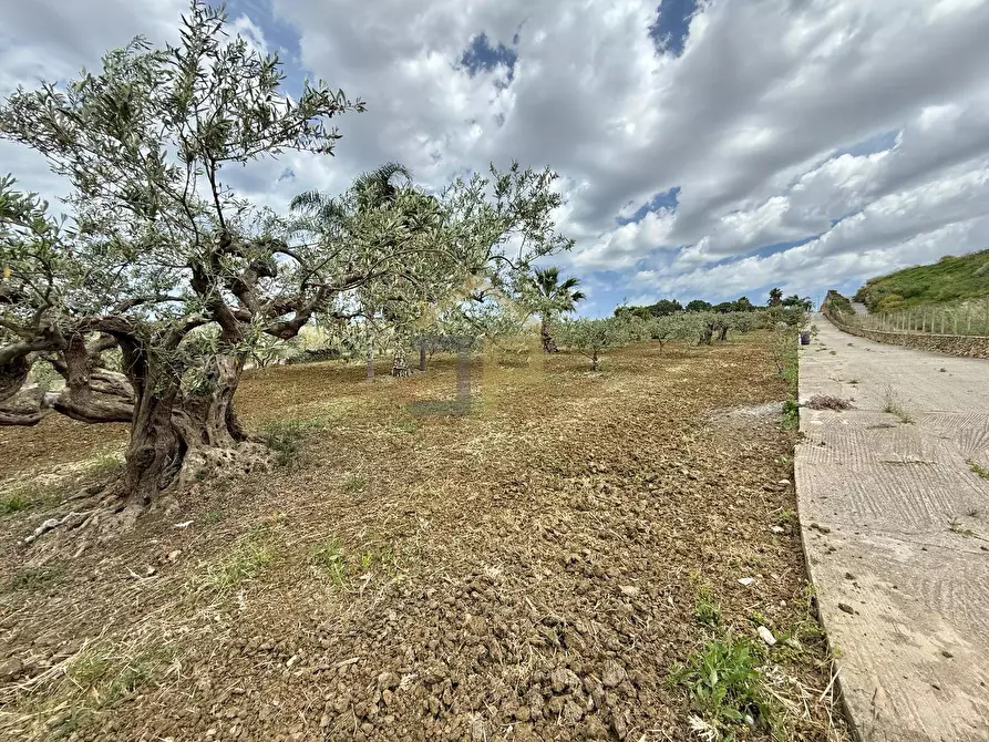 Immagine 14 di Terreno agricolo in vendita  in Contrada Valguarnera a Partinico