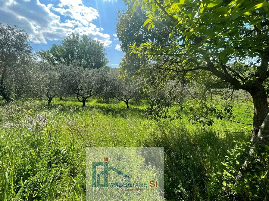Immagine 3 di Terreno agricolo in vendita  in Via Creta Rossa a Benevento