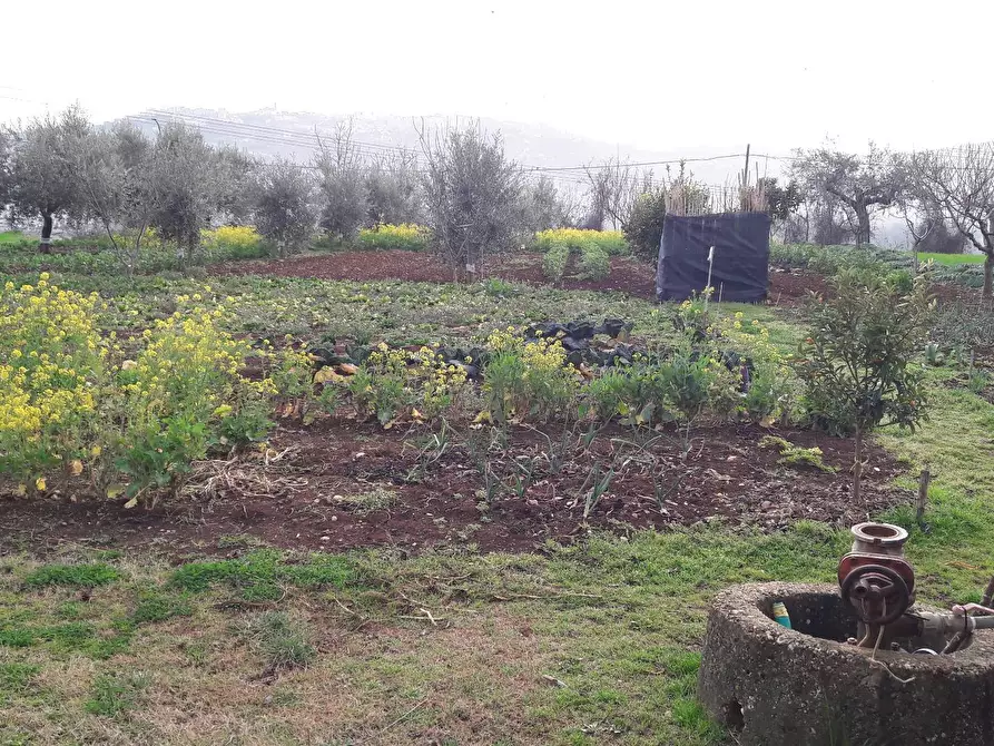 Immagine 2 di Terreno residenziale in vendita  a Cepagatti