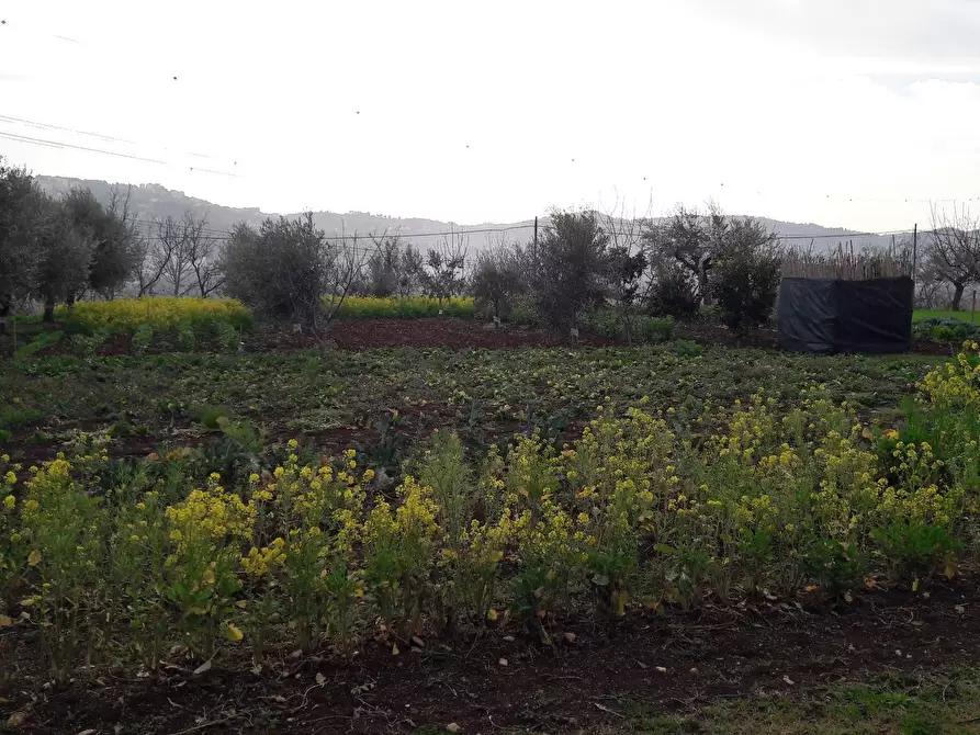 Immagine 6 di Terreno residenziale in vendita  a Cepagatti