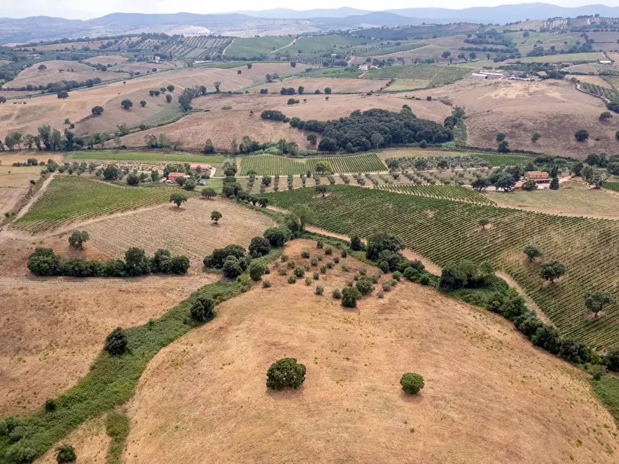 Immagine 6 di Azienda agricola in vendita  in magliano in toscana a Magliano In Toscana