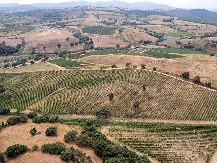Immagine 7 di Azienda agricola in vendita  in magliano in toscana a Magliano In Toscana