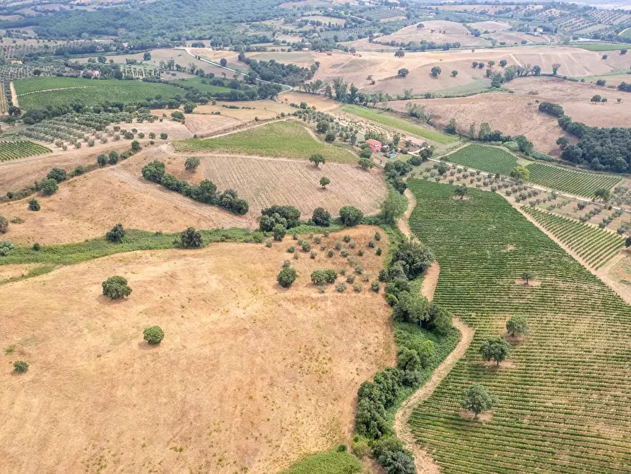 Immagine 8 di Azienda agricola in vendita  in magliano in toscana a Magliano In Toscana