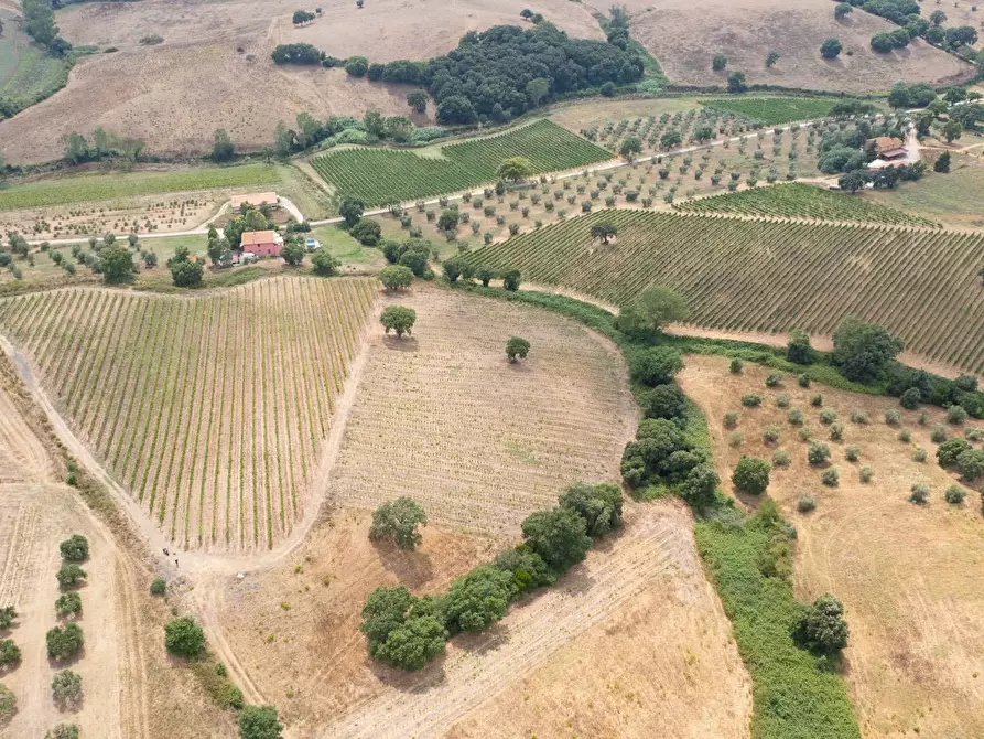 Immagine 9 di Azienda agricola in vendita  in magliano in toscana a Magliano In Toscana