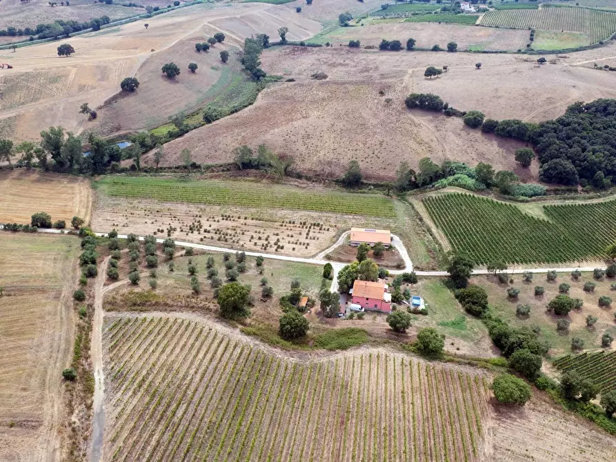 Immagine 10 di Azienda agricola in vendita  in magliano in toscana a Magliano In Toscana