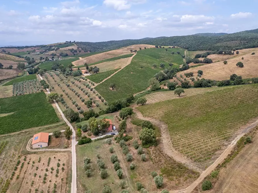 Immagine 11 di Azienda agricola in vendita  in magliano in toscana a Magliano In Toscana