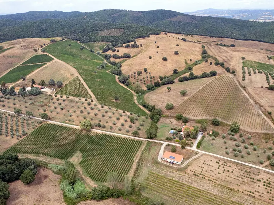 Immagine 3 di Azienda agricola in vendita  in magliano in toscana a Magliano In Toscana
