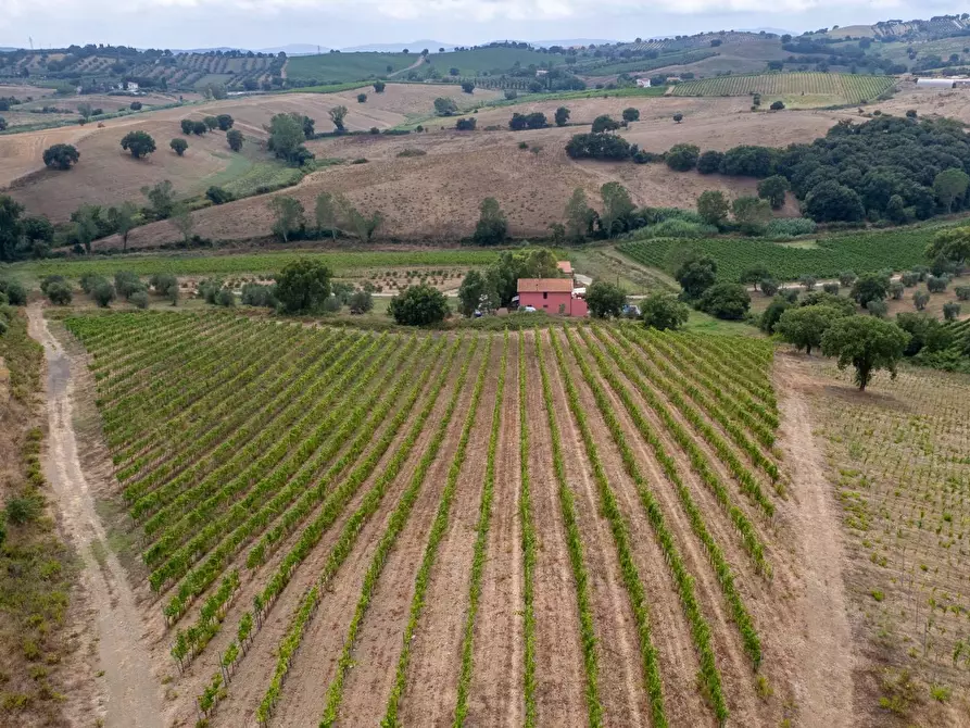 Immagine 12 di Azienda agricola in vendita  in magliano in toscana a Magliano In Toscana