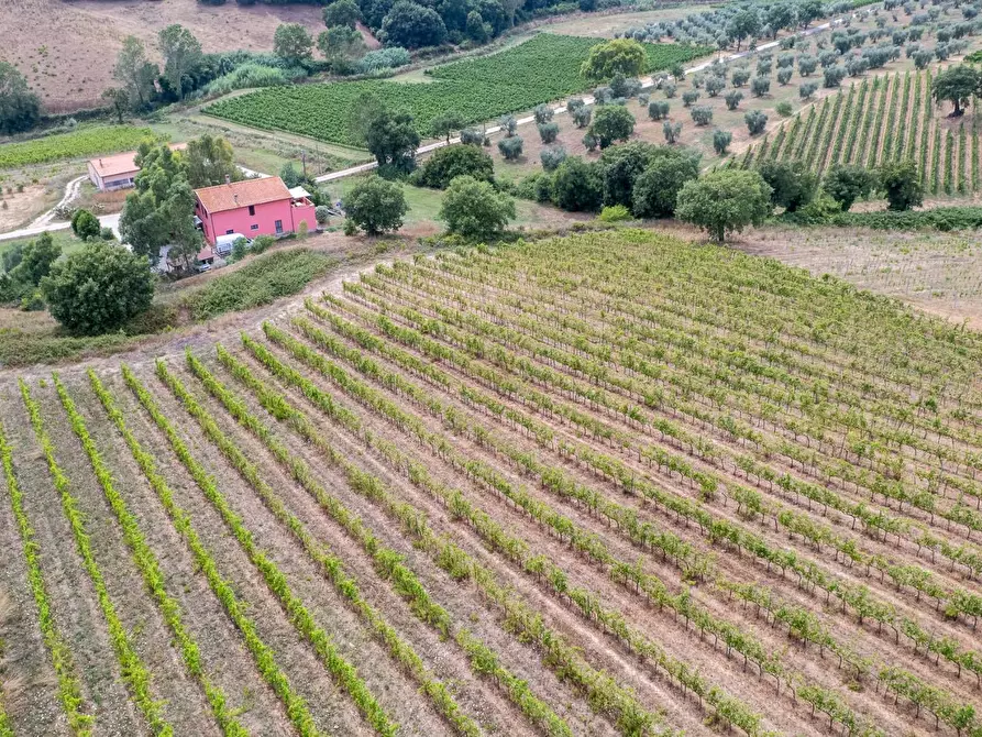 Immagine 4 di Azienda agricola in vendita  in magliano in toscana a Magliano In Toscana