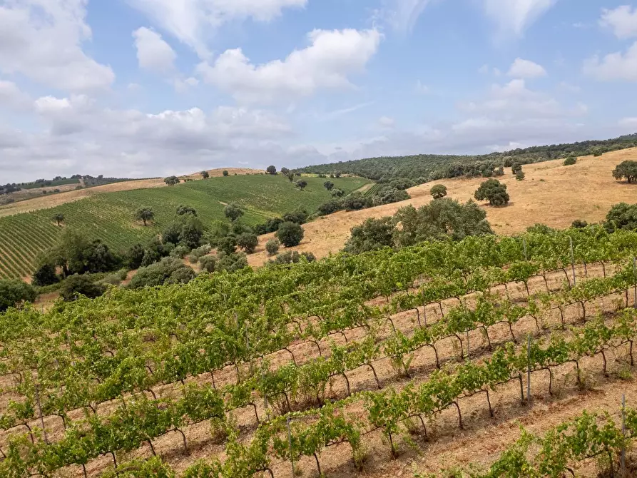 Immagine 5 di Azienda agricola in vendita  in magliano in toscana a Magliano In Toscana