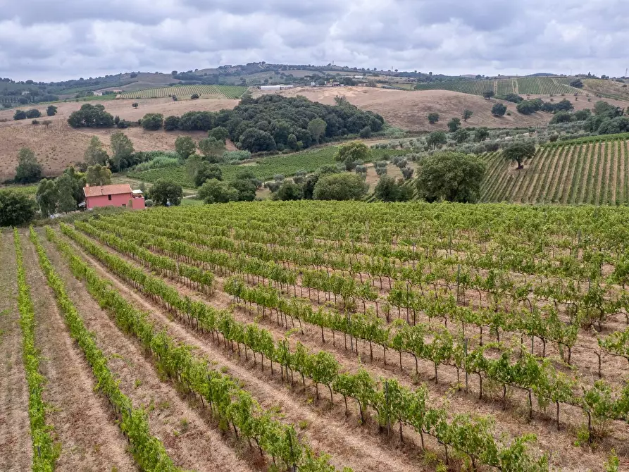 Immagine 13 di Azienda agricola in vendita  in magliano in toscana a Magliano In Toscana