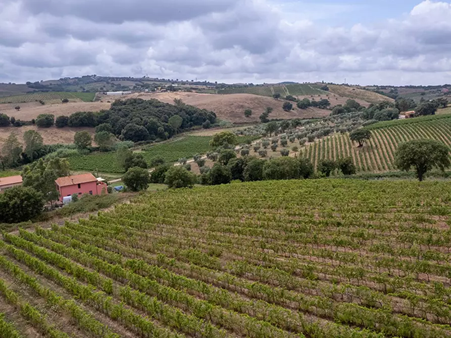 Immagine 14 di Azienda agricola in vendita  in magliano in toscana a Magliano In Toscana
