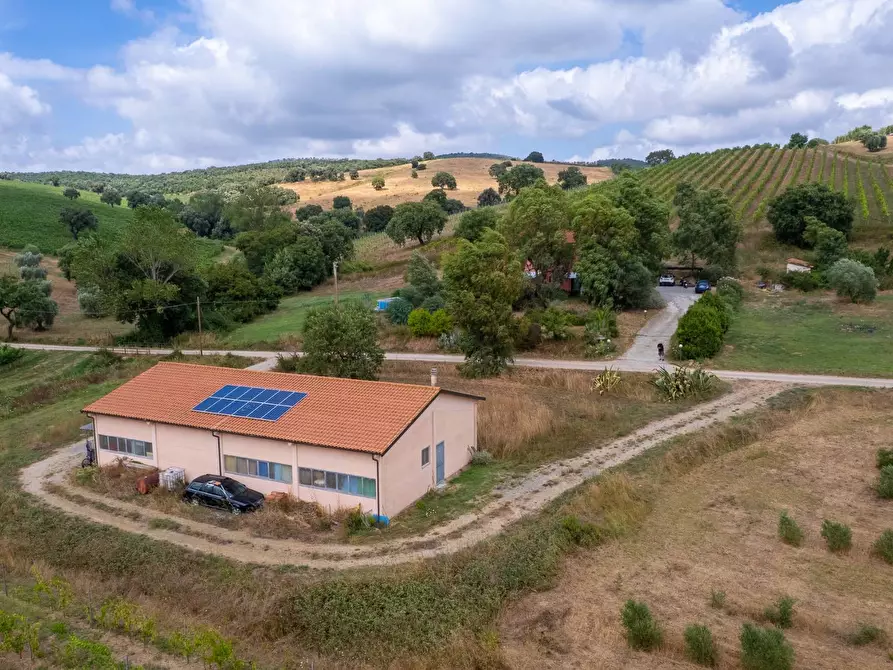 Immagine 15 di Azienda agricola in vendita  in magliano in toscana a Magliano In Toscana