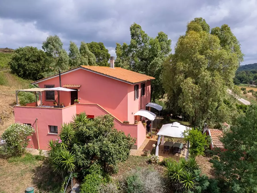 Immagine 16 di Azienda agricola in vendita  in magliano in toscana a Magliano In Toscana