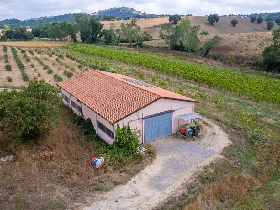 Immagine 17 di Azienda agricola in vendita  in magliano in toscana a Magliano In Toscana