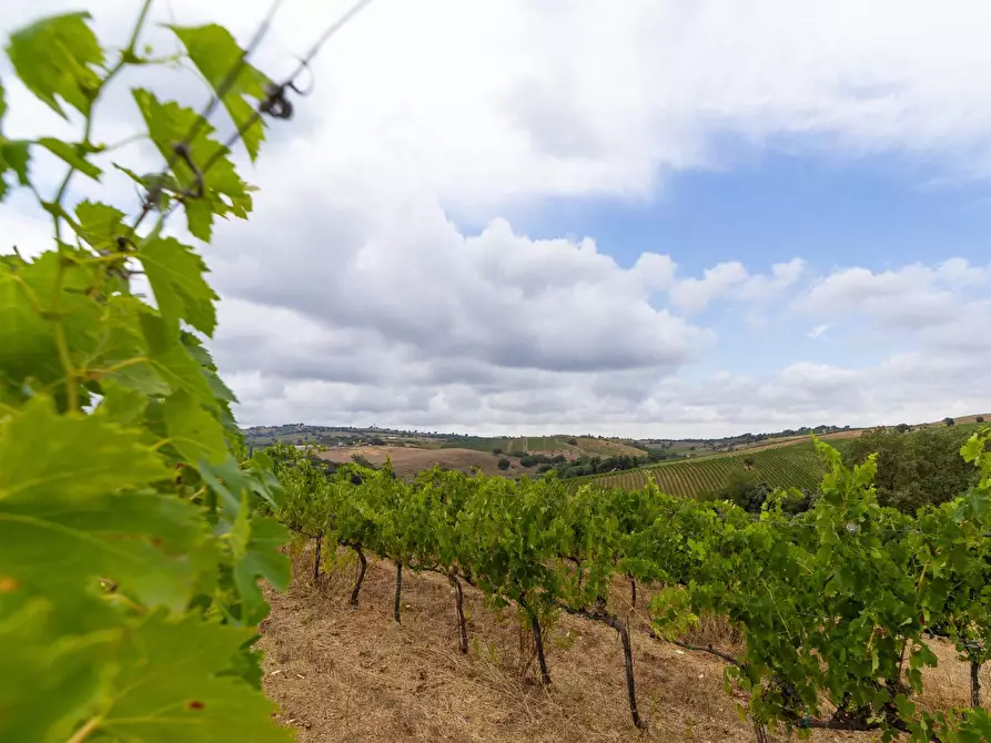 Immagine 18 di Azienda agricola in vendita  in magliano in toscana a Magliano In Toscana