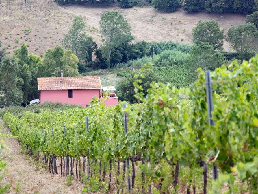 Immagine 19 di Azienda agricola in vendita  in magliano in toscana a Magliano In Toscana