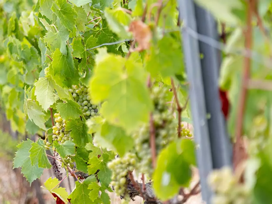 Immagine 20 di Azienda agricola in vendita  in magliano in toscana a Magliano In Toscana