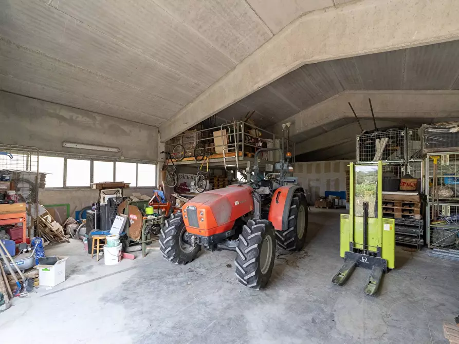 Immagine 25 di Azienda agricola in vendita  in magliano in toscana a Magliano In Toscana